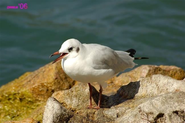 Gabbiano... corso? No, Gabbiano comune / Chroicocephalus (ex Larus) ridibundus